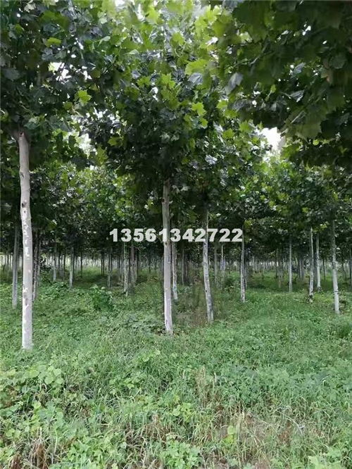 法桐 山东郓城苗木种植推广基地